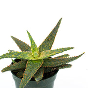Aloe Marmalade