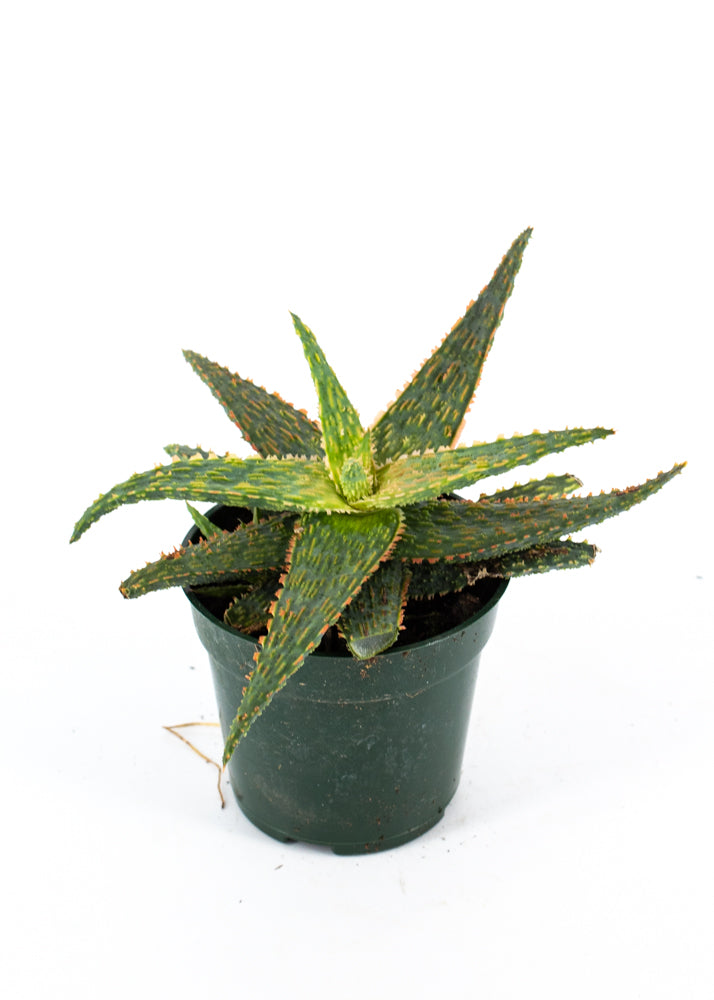 Aloe Marmalade
