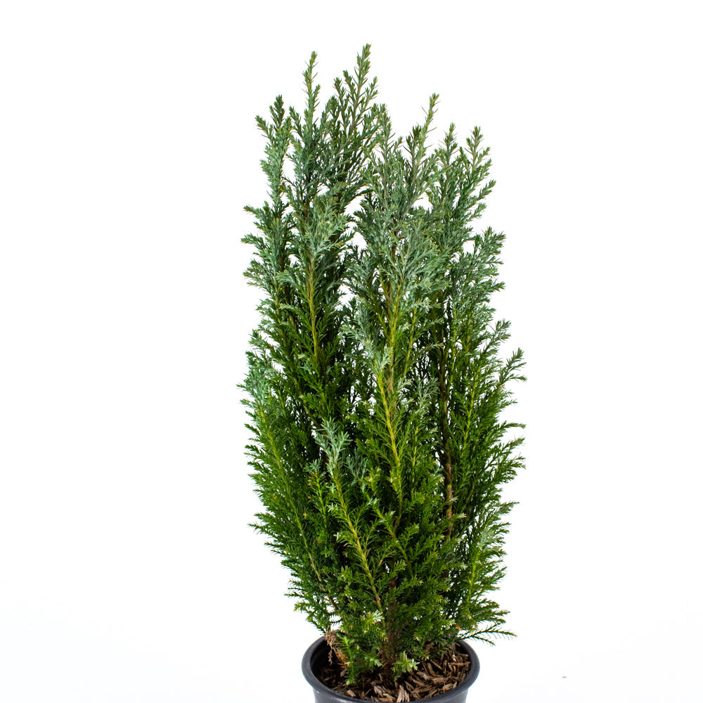 Cypress Topiary