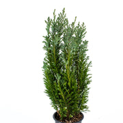 Cypress Topiary