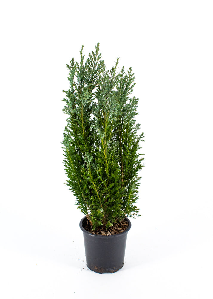 Cypress Topiary