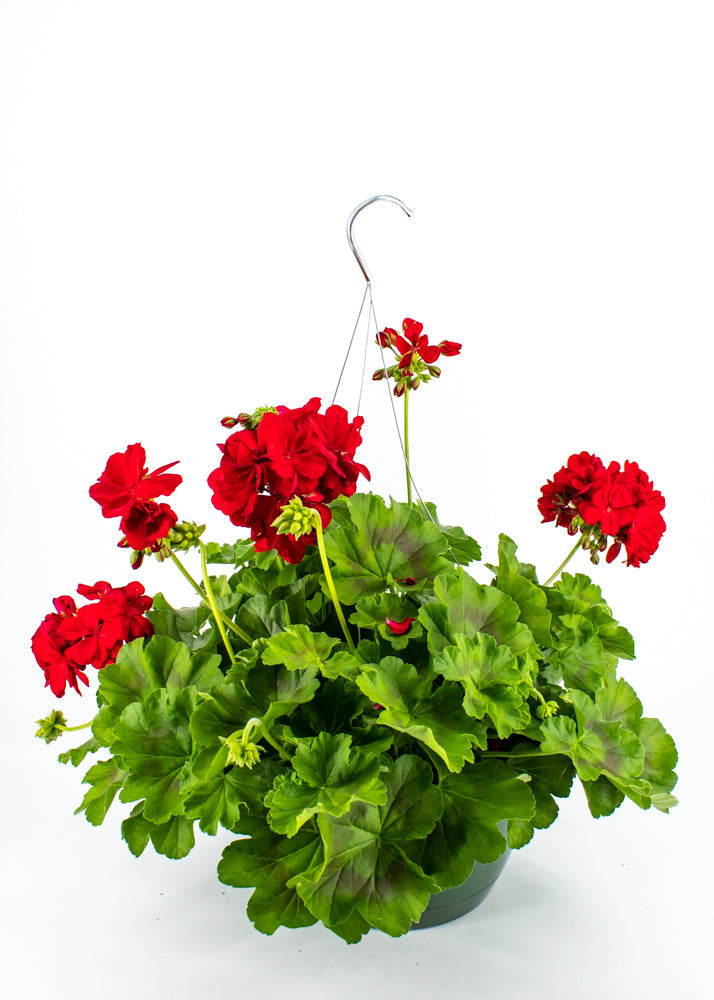 Geranium Hanging Basket