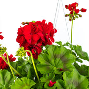 Geranium Hanging Basket