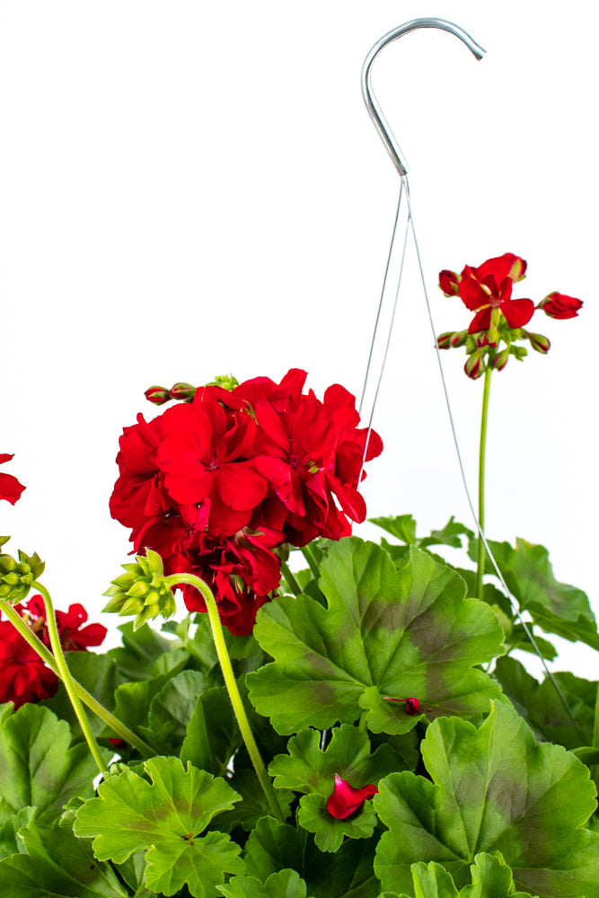 Geranium Hanging Basket