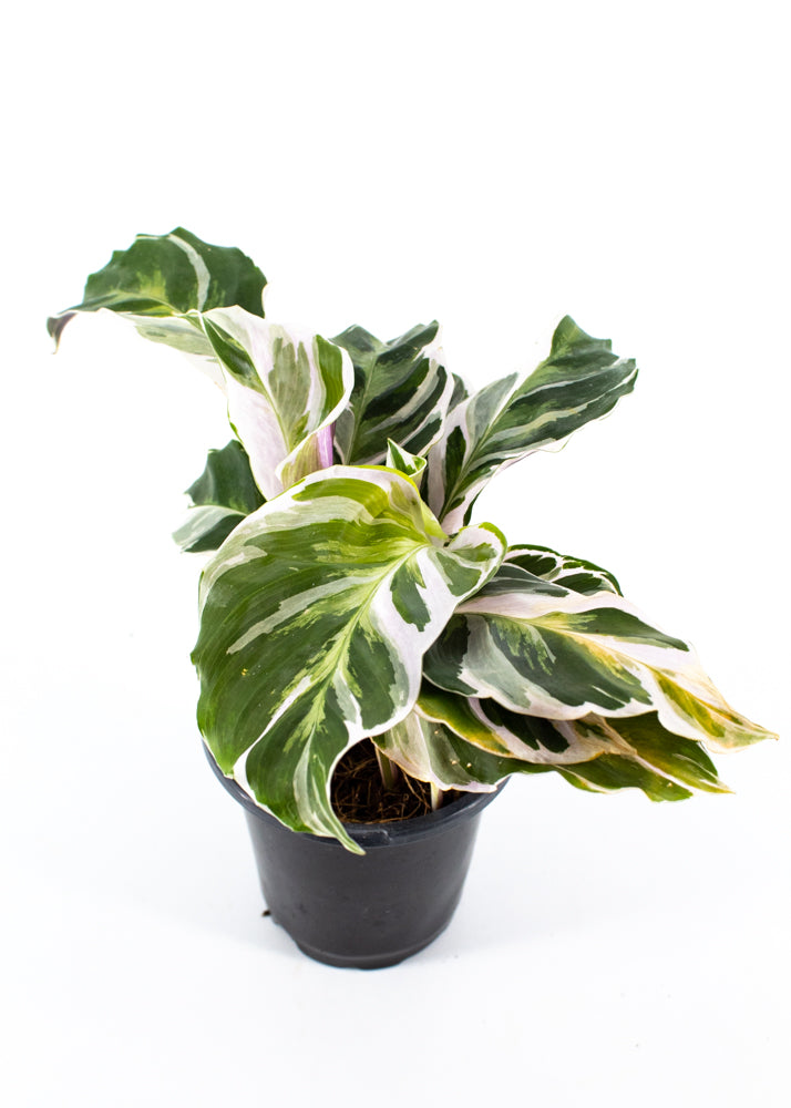 Calathea 'Fusion White' (Calathea lietzei)