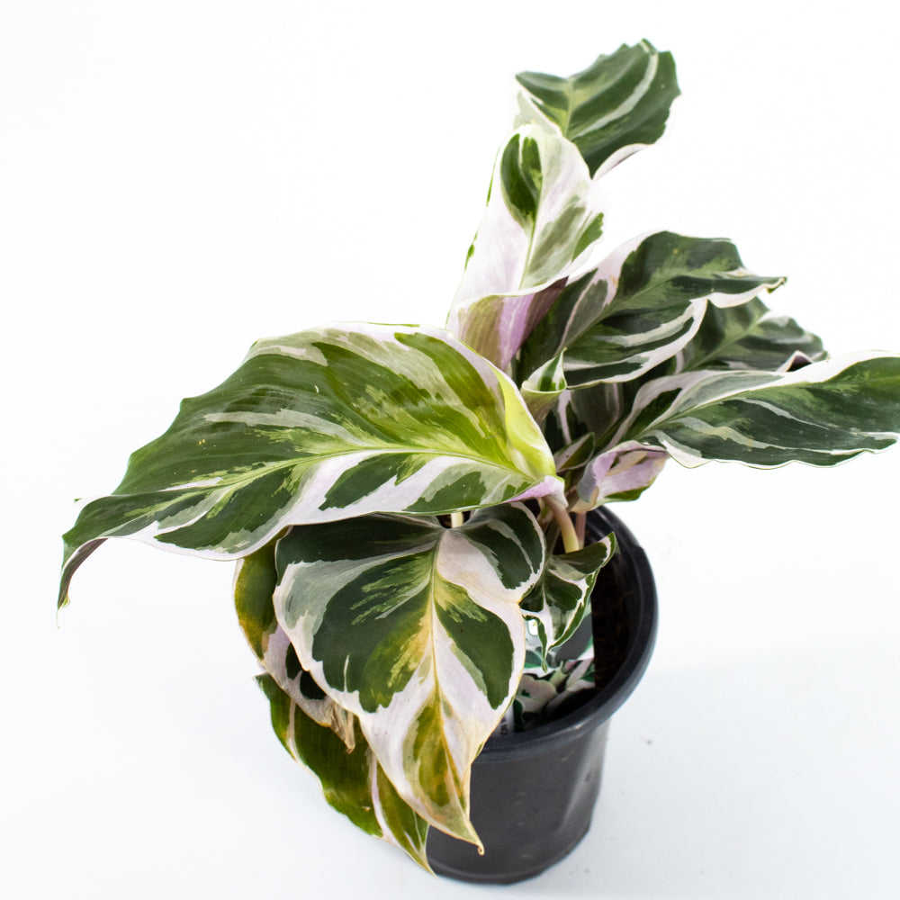 Calathea 'Fusion White' (Calathea lietzei)