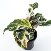 Calathea 'Fusion White' (Calathea lietzei)