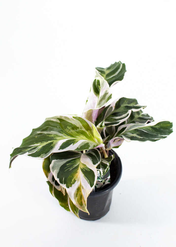 Calathea 'Fusion White' (Calathea lietzei)