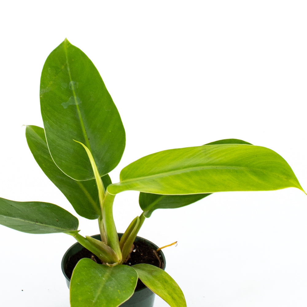 Philodendron (Imperial Green)