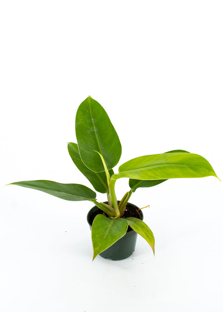 Philodendron (Imperial Green)