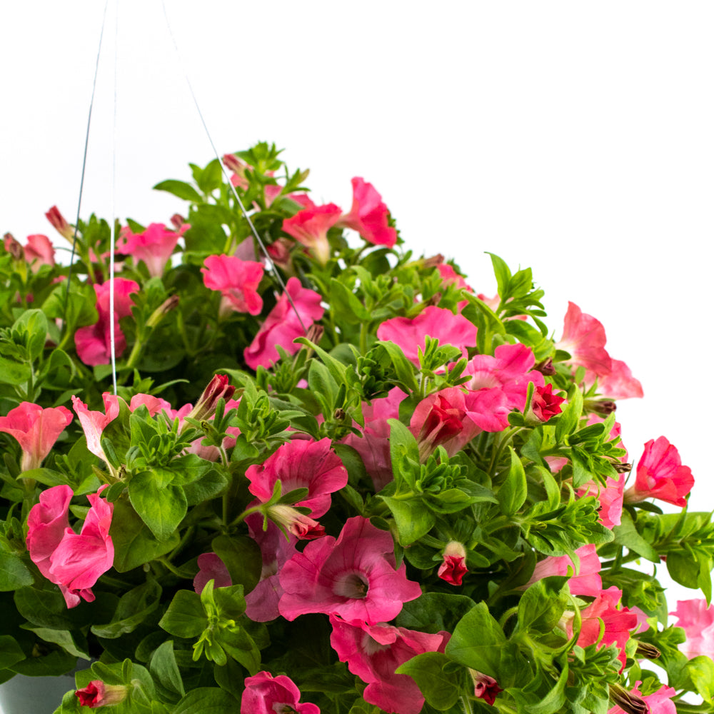 Petunia Hanging Basket
