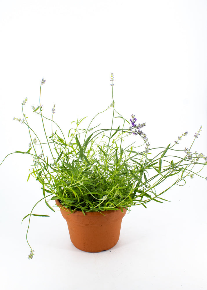 Lavender Grosso