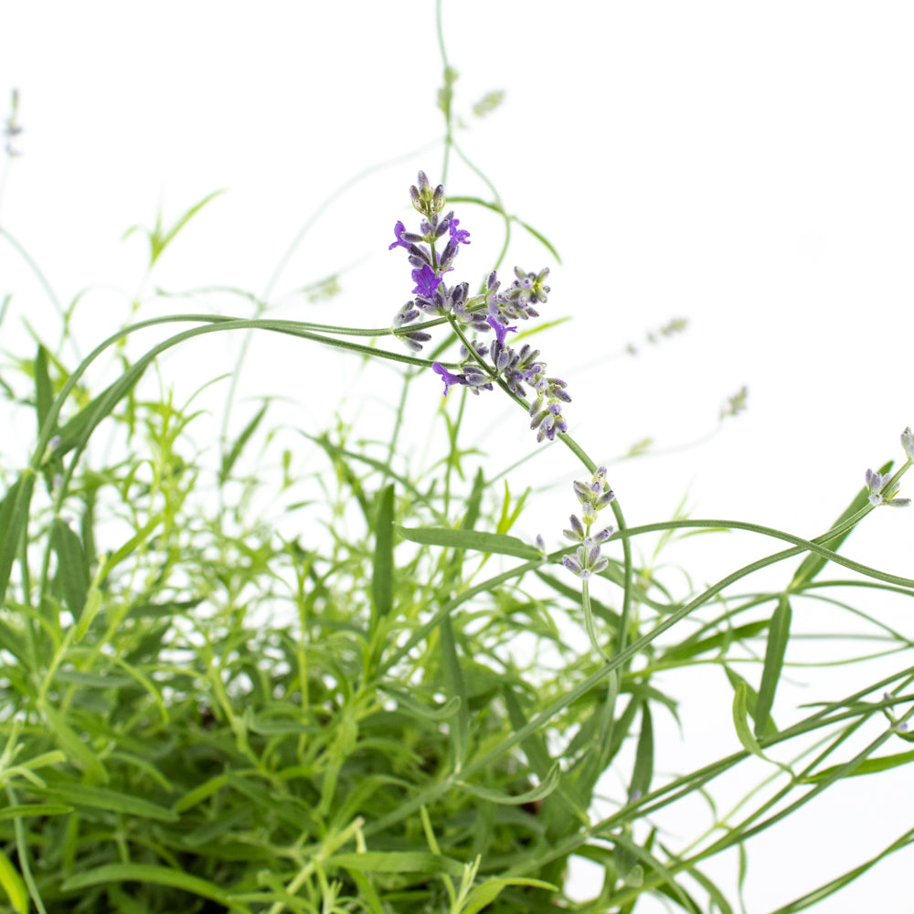 Lavender Grosso