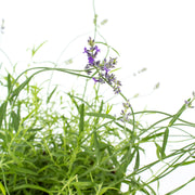 Lavender Grosso