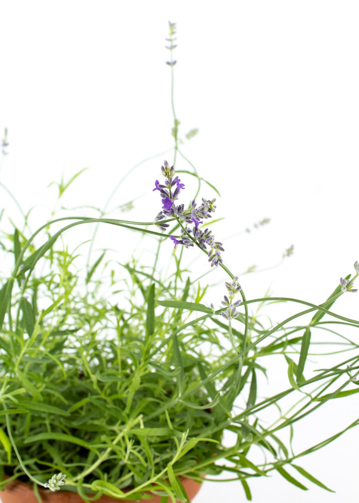 Lavender Grosso