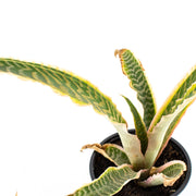 Zebra Earthstar Bromeliad (Cryptanthus fosterianus)