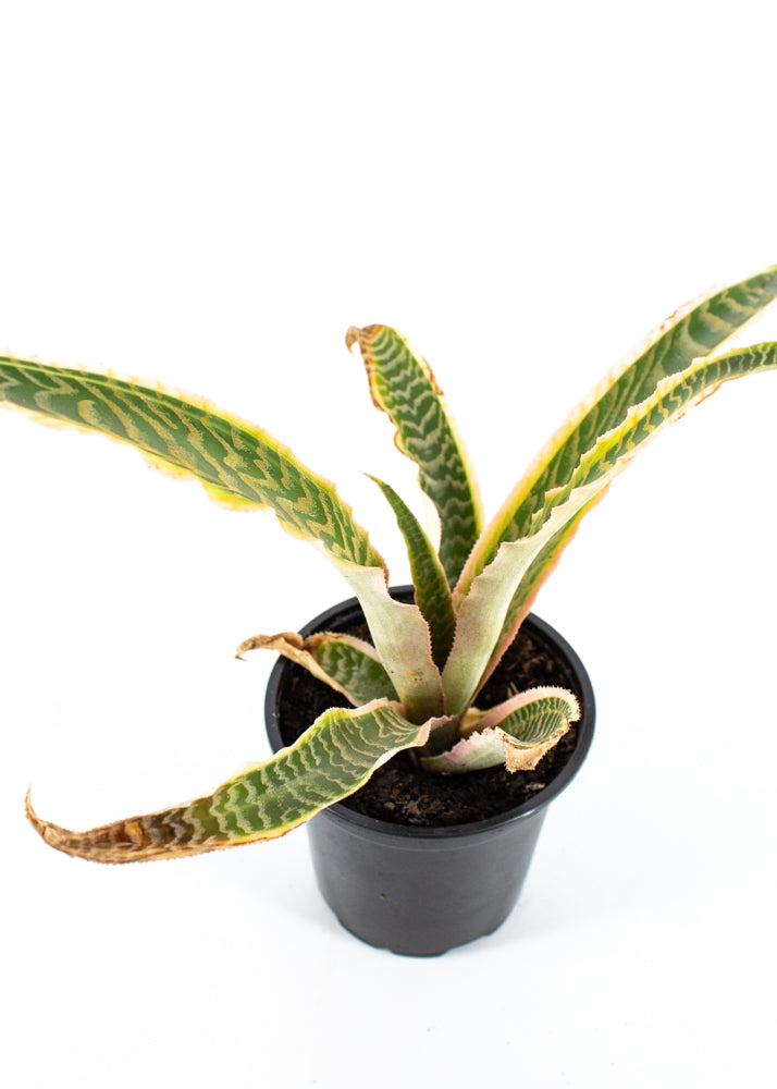 Zebra Earthstar Bromeliad (Cryptanthus fosterianus)