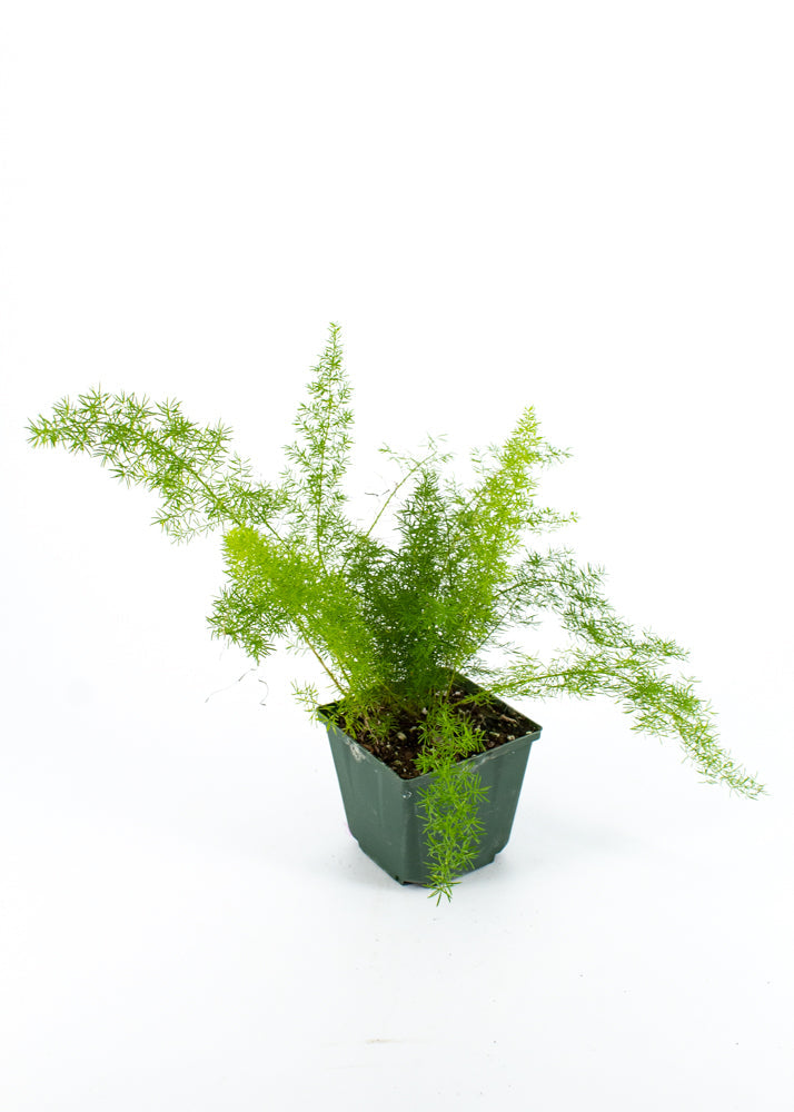 Foxtail/ Asparagus Fern (Asparagus aethiopicus)