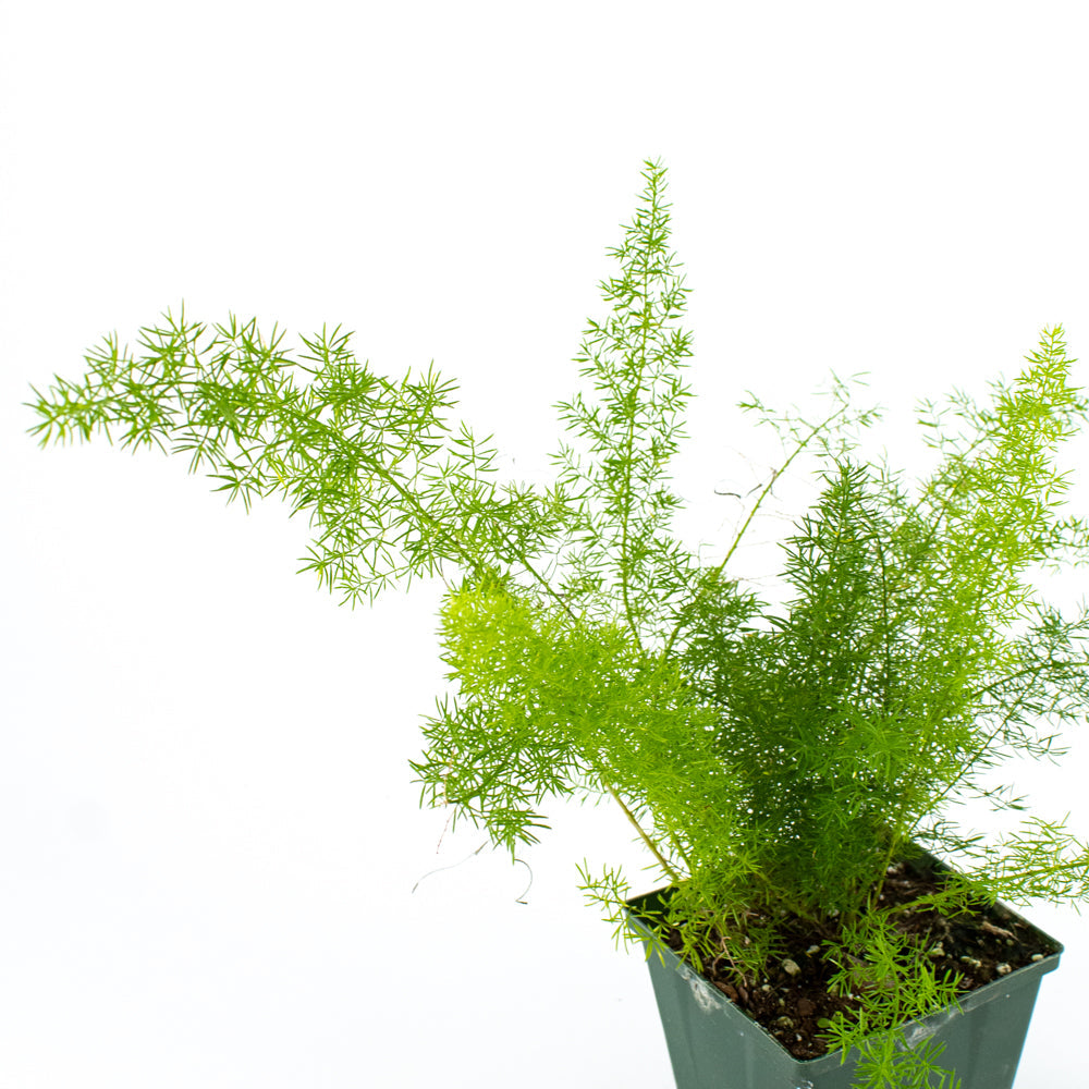 Foxtail/ Asparagus Fern (Asparagus aethiopicus)