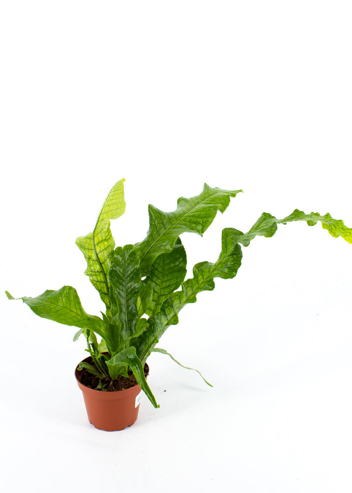 Crocodile fern (Asplenium scolopendrium L.)