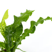 Crocodile fern (Asplenium scolopendrium L.)