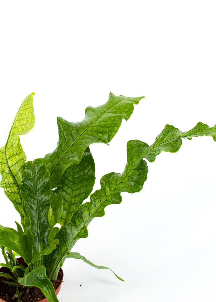 Crocodile fern (Asplenium scolopendrium L.)