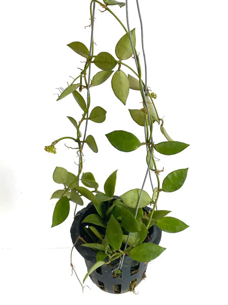 Hoya Lacunosa