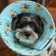 Cuddle Cone Soft Recovery Cone