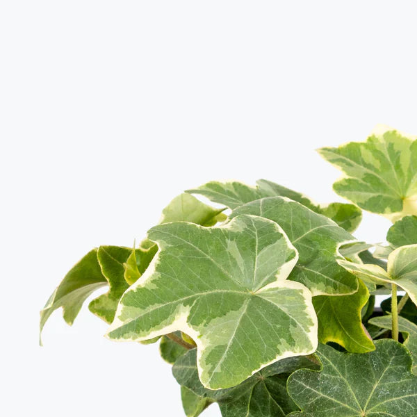 Hedera helix Hybrid "White Wonder"