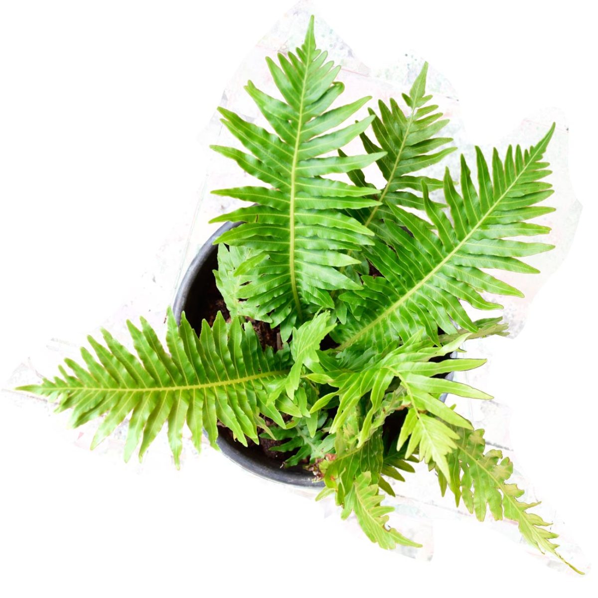 Nephrolepis obliterata "Kimberly Queen Fern"
