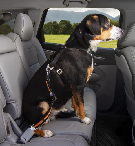 Direct to Seatbelt Swivel Tether Black/Orange by Pet Food Warehouse