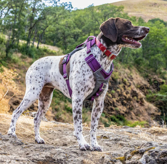 Kurgo Journey Air Harness Purple Medium by Pet Food Warehouse