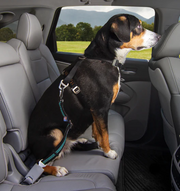 Direct to Seatbelt Swivel Tether Black/Blue by Pet Food Warehouse
