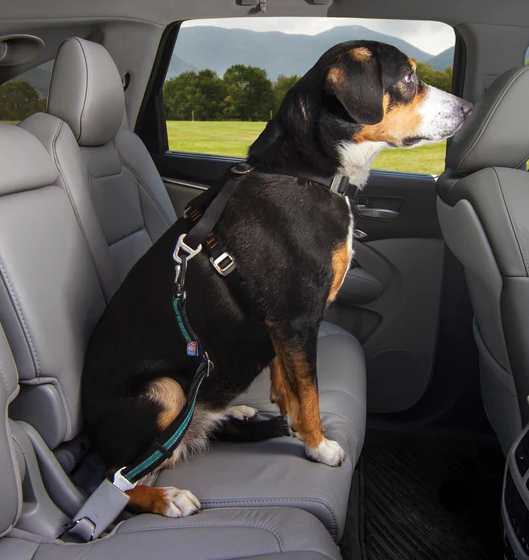 Direct to Seatbelt Swivel Tether Black/Blue by Pet Food Warehouse