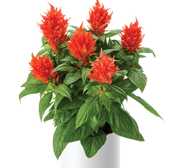 Celosia 'Kelos Fire Orange'