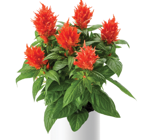 Celosia 'Kelos Fire Orange'