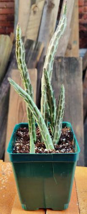 Kleinia stapeliiformis (pickle plant)