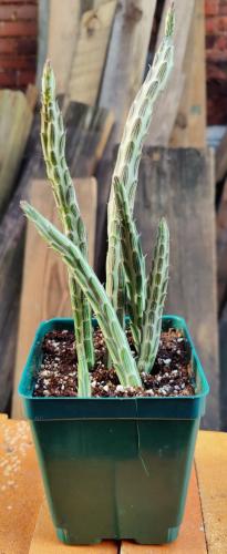 Kleinia stapeliiformis (pickle plant)