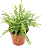Lemon Button Fern