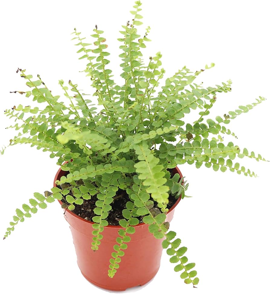 Lemon Button Fern