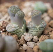 Living Stone (Lithops)