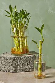 Lucky Bamboo (Dracaena sanderiana)