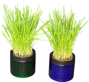 Moms Cat Grass Planter Jar Blue or Green