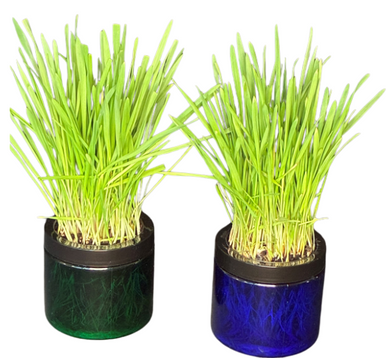Moms Cat Grass Planter Jar Blue or Green