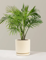 Majesty Palm (Ravenea rivularis)