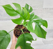 Philodendron Mini Monstera (Rhaphidophora Tetrasperma)