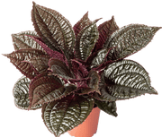 Monolena Primuliflora