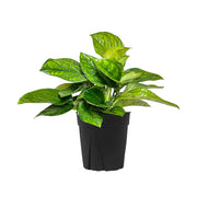 Philodendron 'Siam'