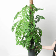 Monstera Esqueleto