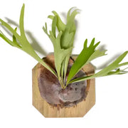 Mounted Staghorn Fern